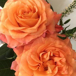 Meet your Posher, Alison